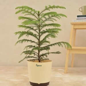 UGAOO Indian Christmas Tree Indoor Live Plant with Pot - Large